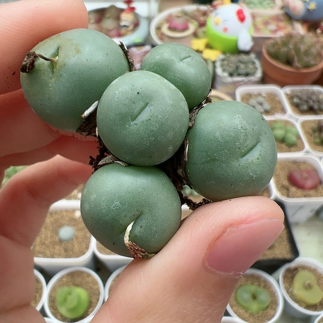 【闪购商品】388 跨年福利