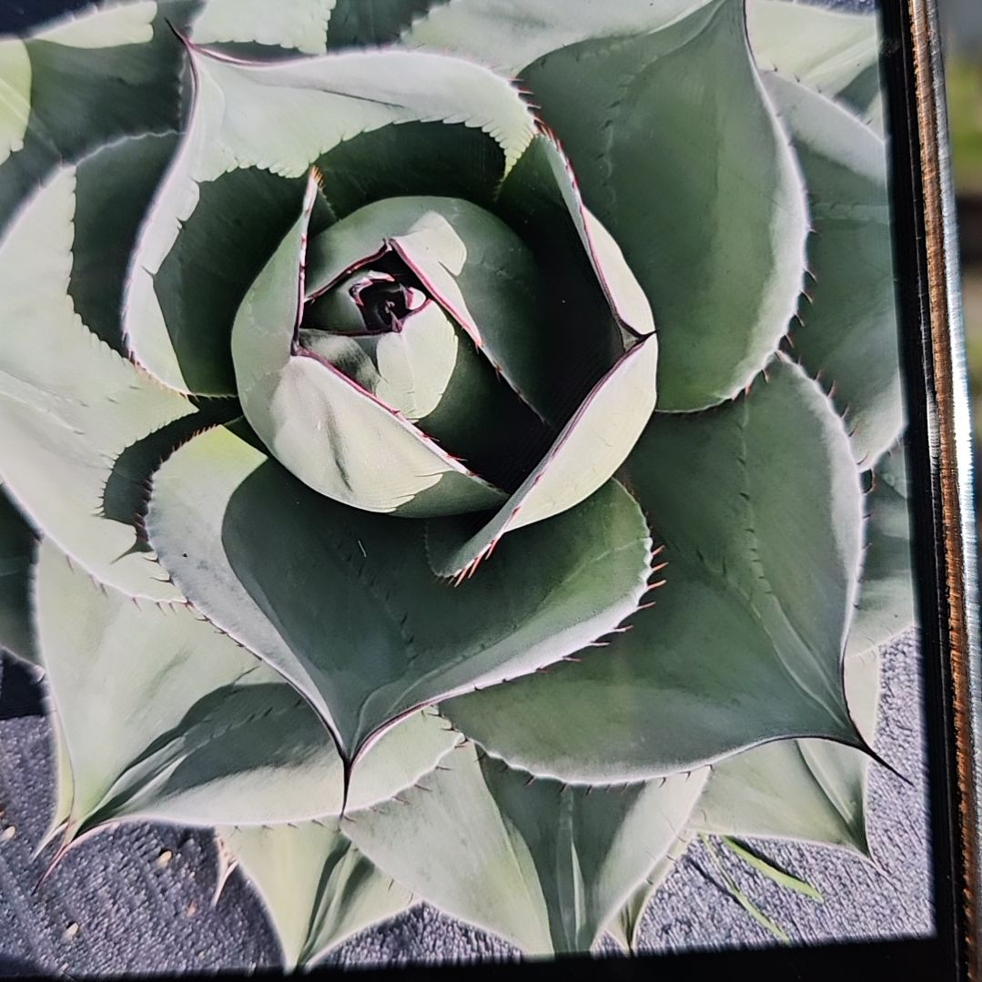 圆叶鲸鱼舌有根苗     