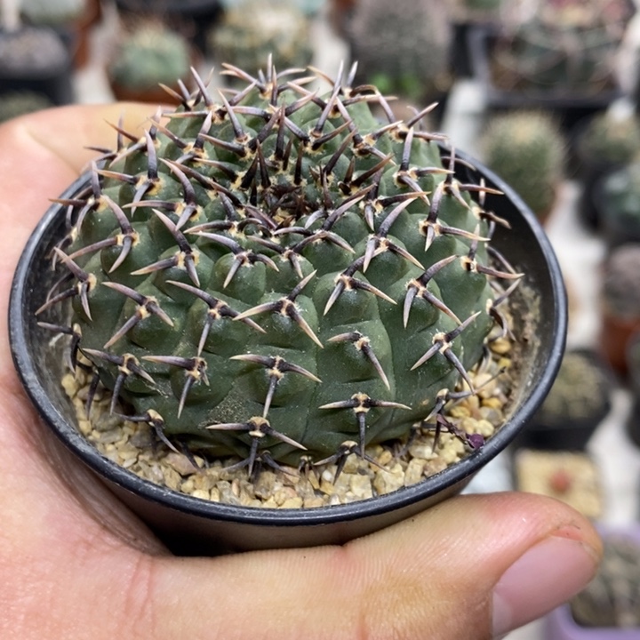 实生黑刺凤头特价