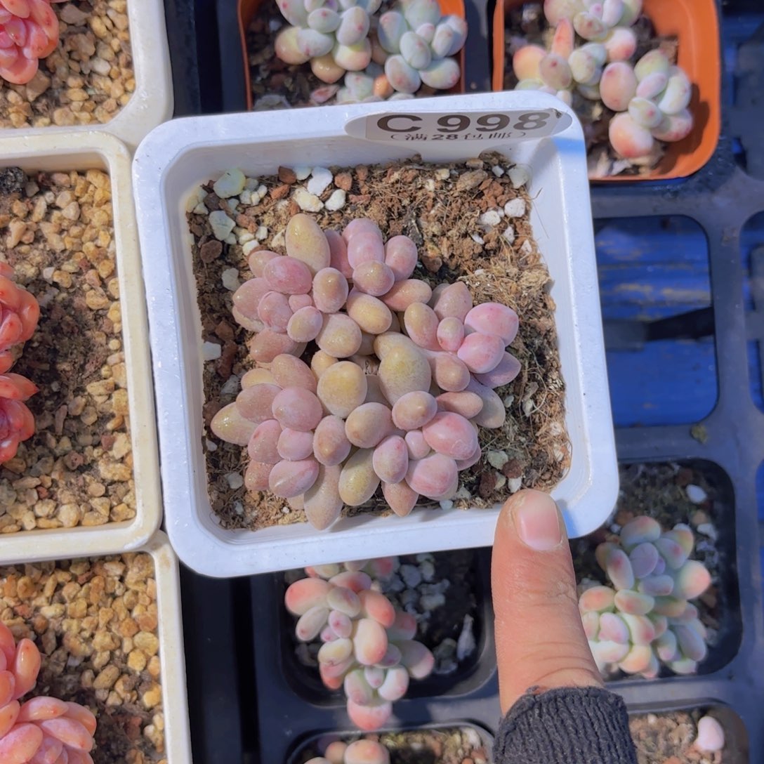 C998桃花奶一物一拍