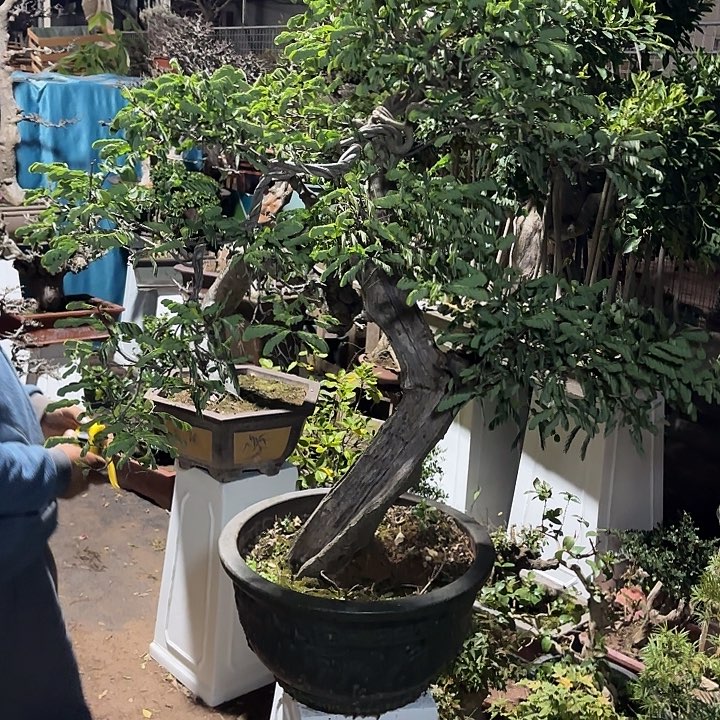 七***椒无花朵哈哈哈哈哈哈