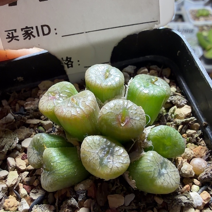 219。满38包邮肉锥