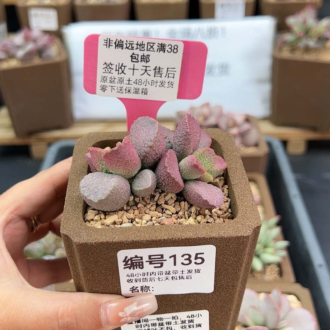 135赛猪肝多肉植物