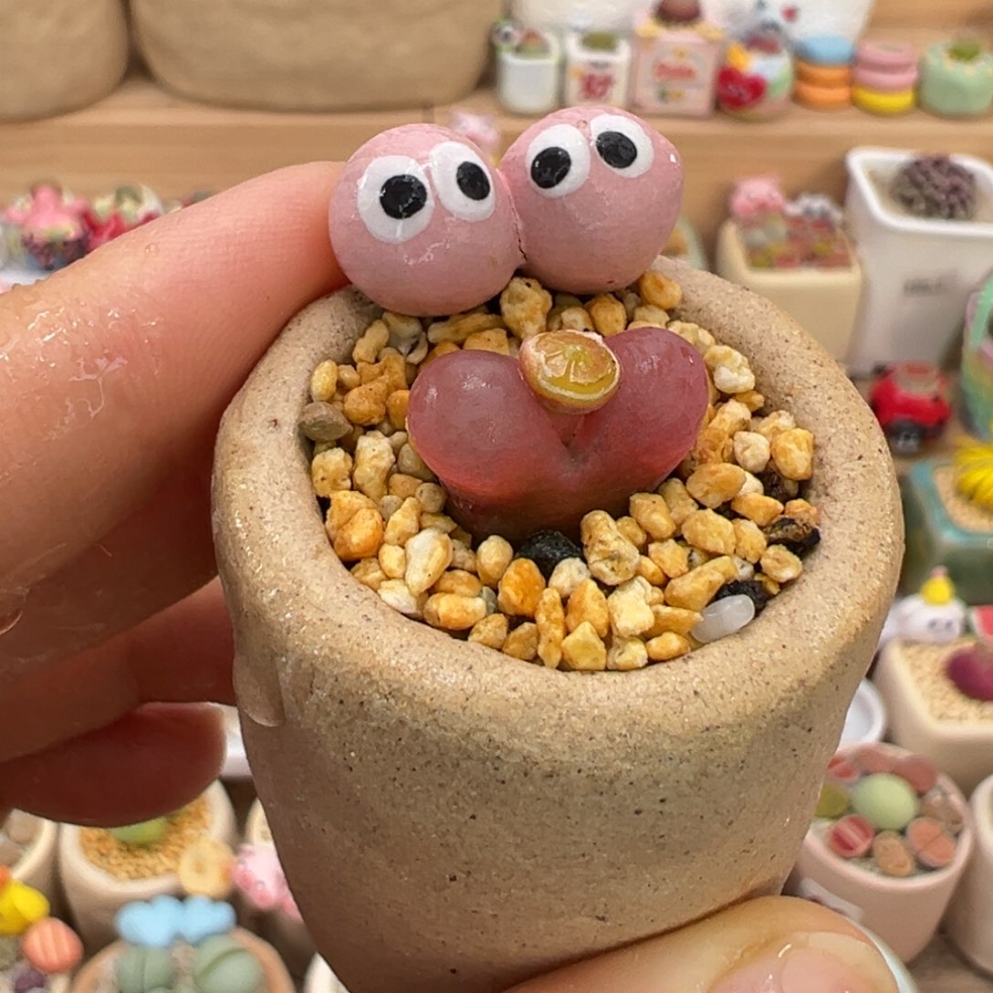 多肉植物41号粉毛