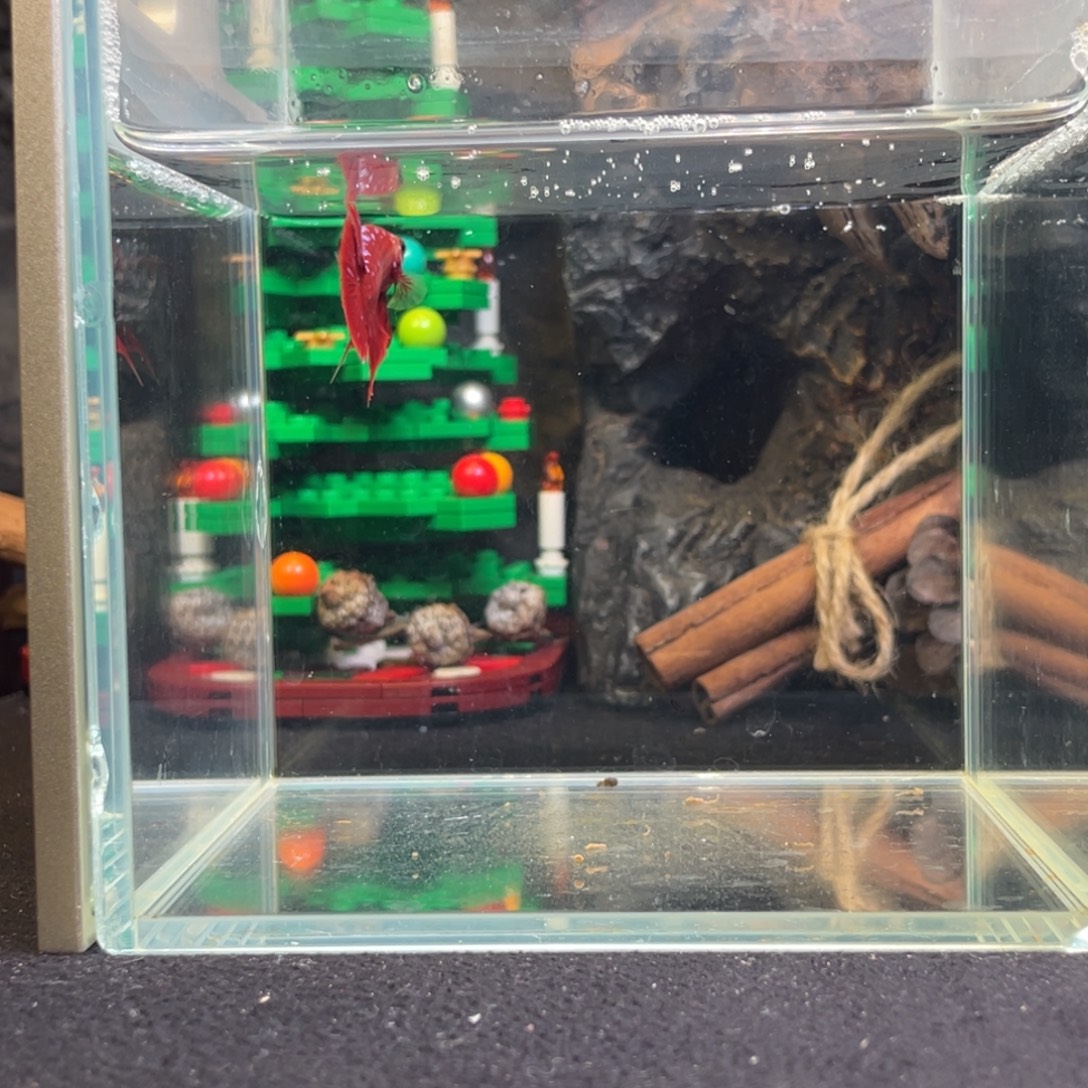 斗鱼十二月二十六日竞价