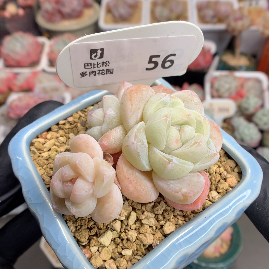 56 粉透冰玉多肉
