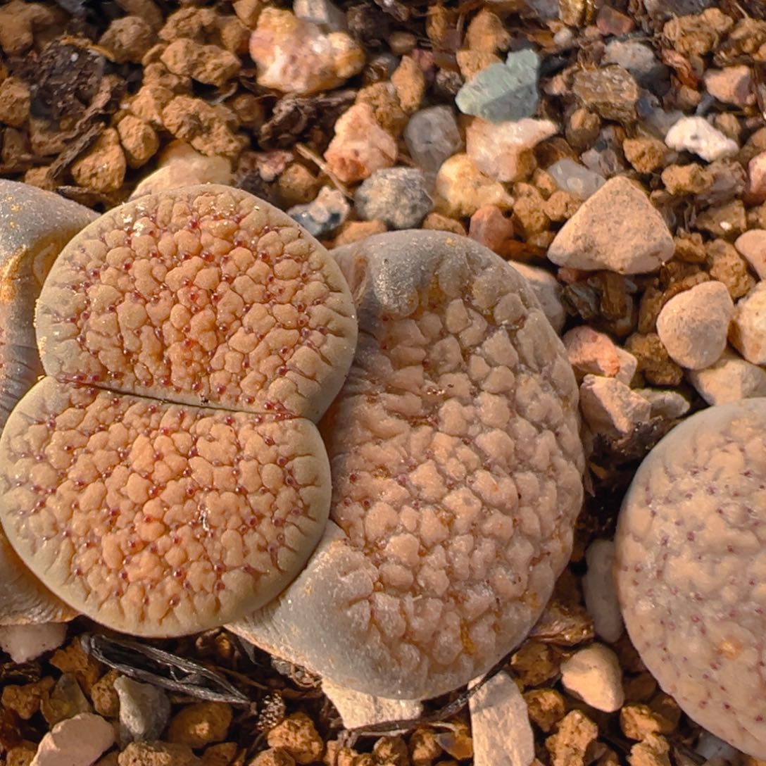 20多肉植物百科知识