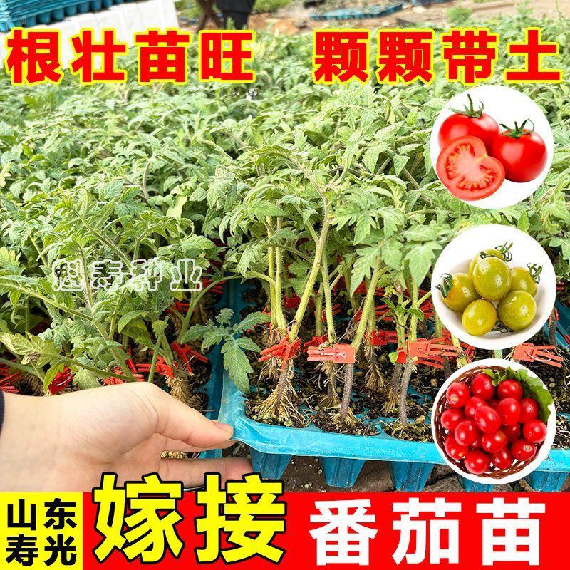 嫁接大粉果番茄苗子种子千禧小西红柿种子阳台盆栽蔬菜种孑蔬菜苗