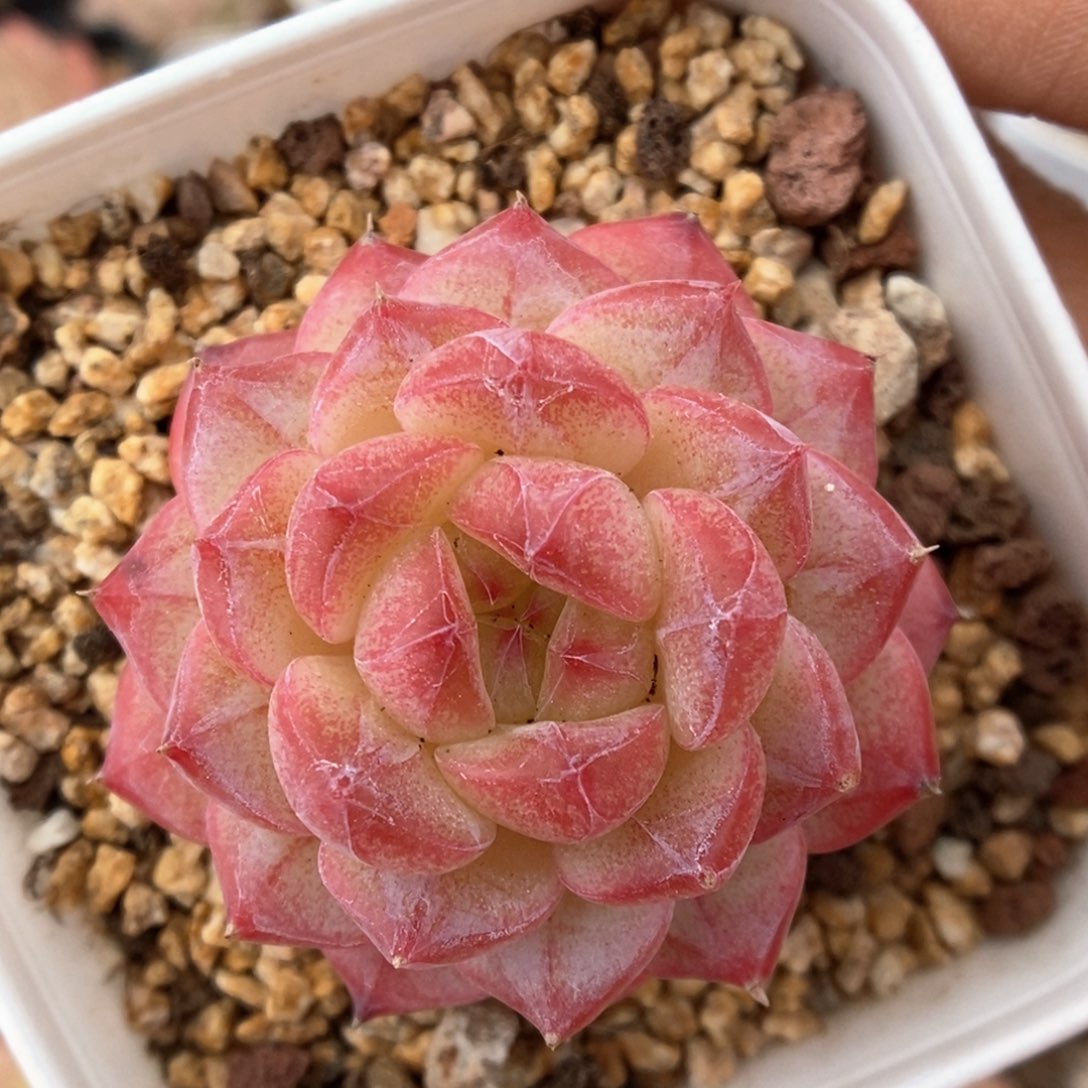 美心优选可拍。  