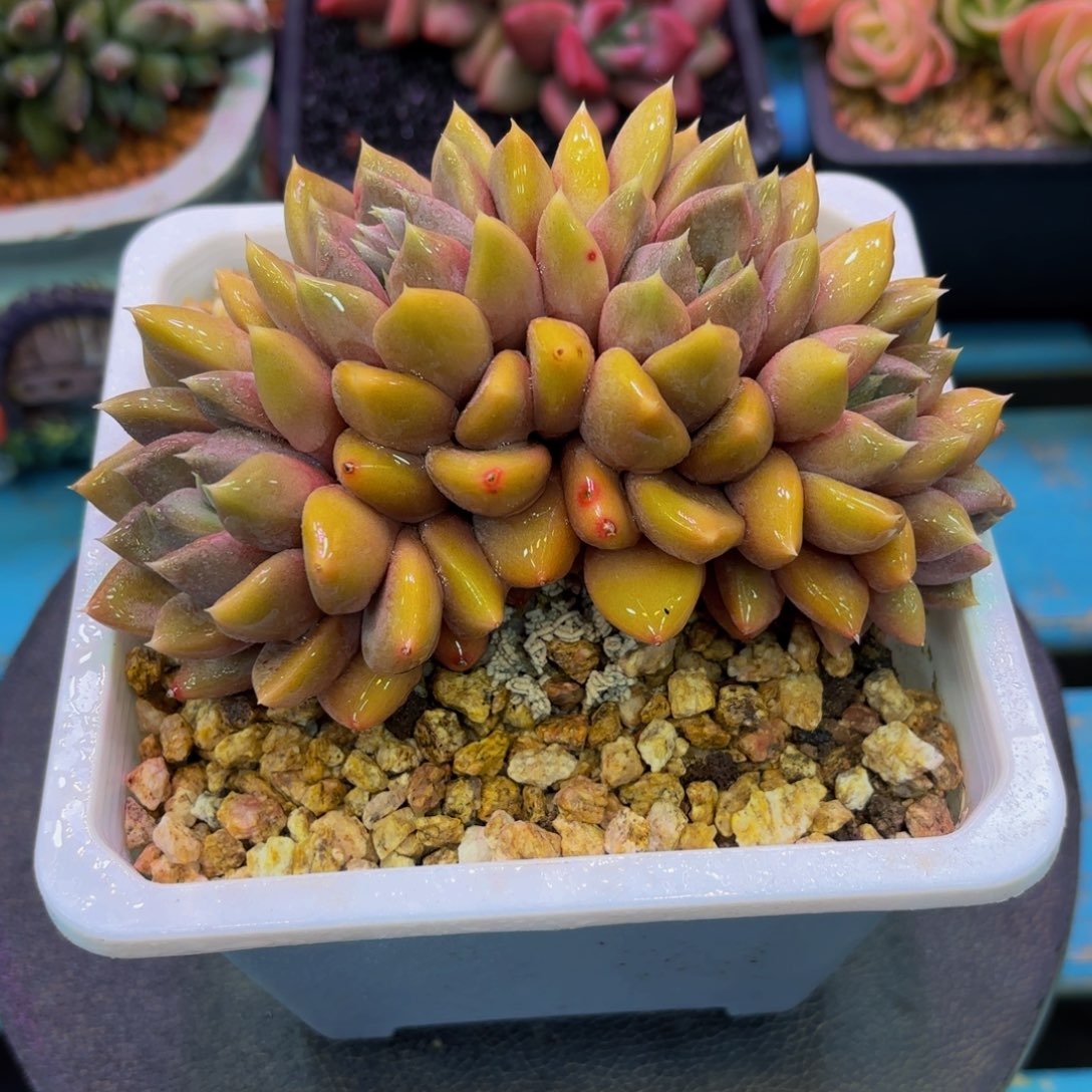 闪购商品～红象牙