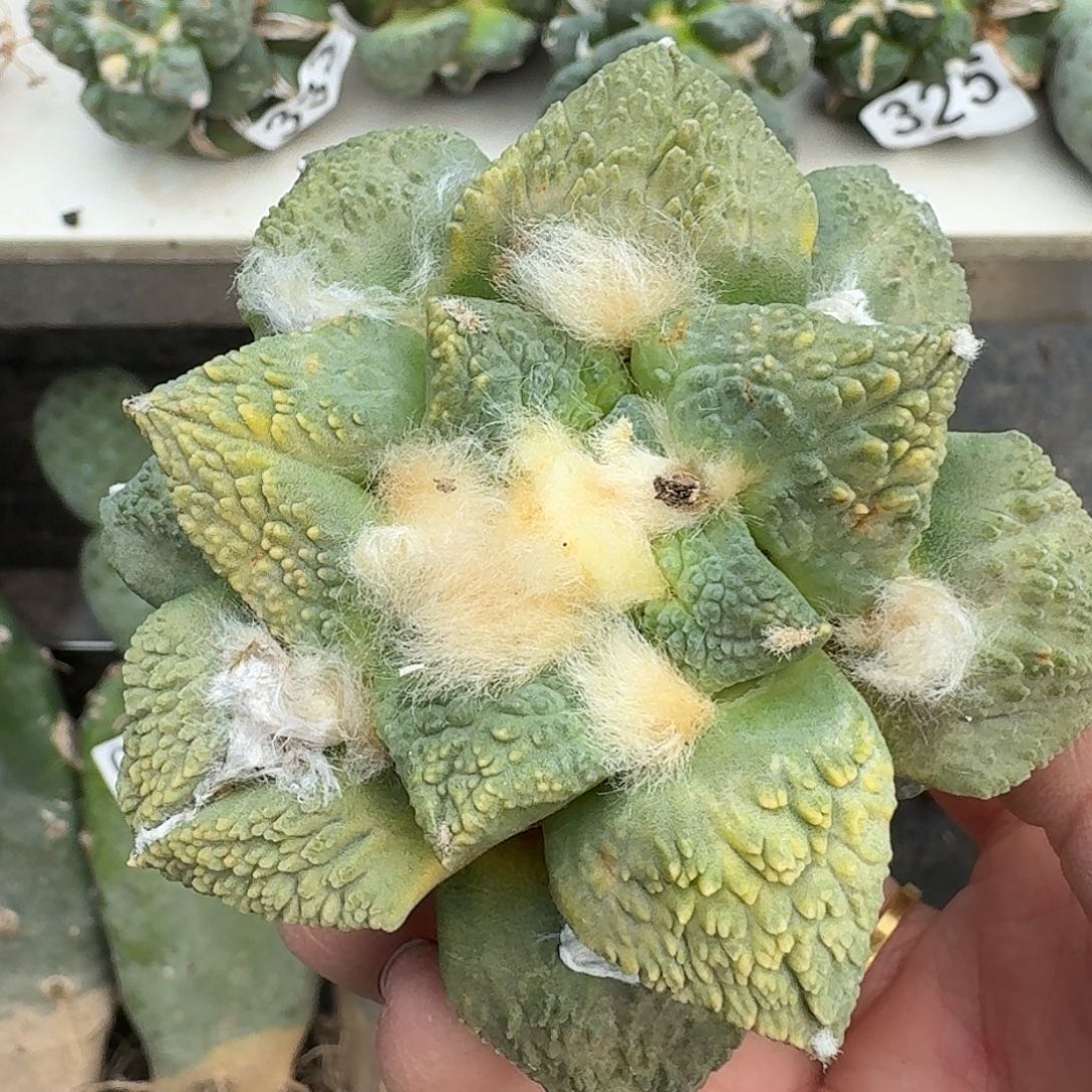 无花朵八公分怒涛锦442