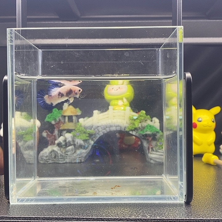 海水鱼青花将军公