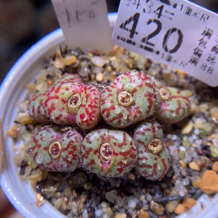 精品生石花34.420霓虹