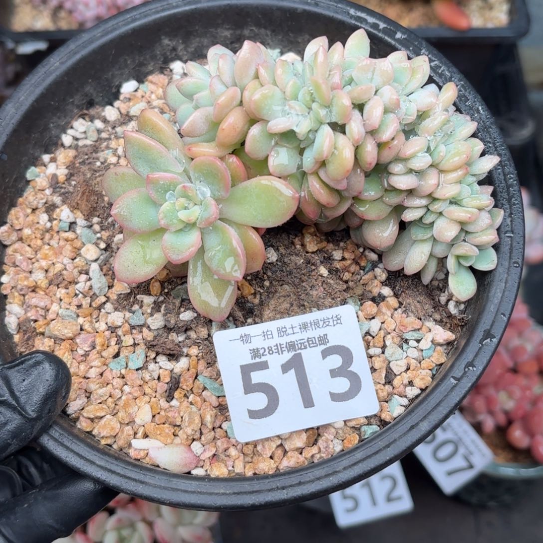 泡芙缀无盆土发货