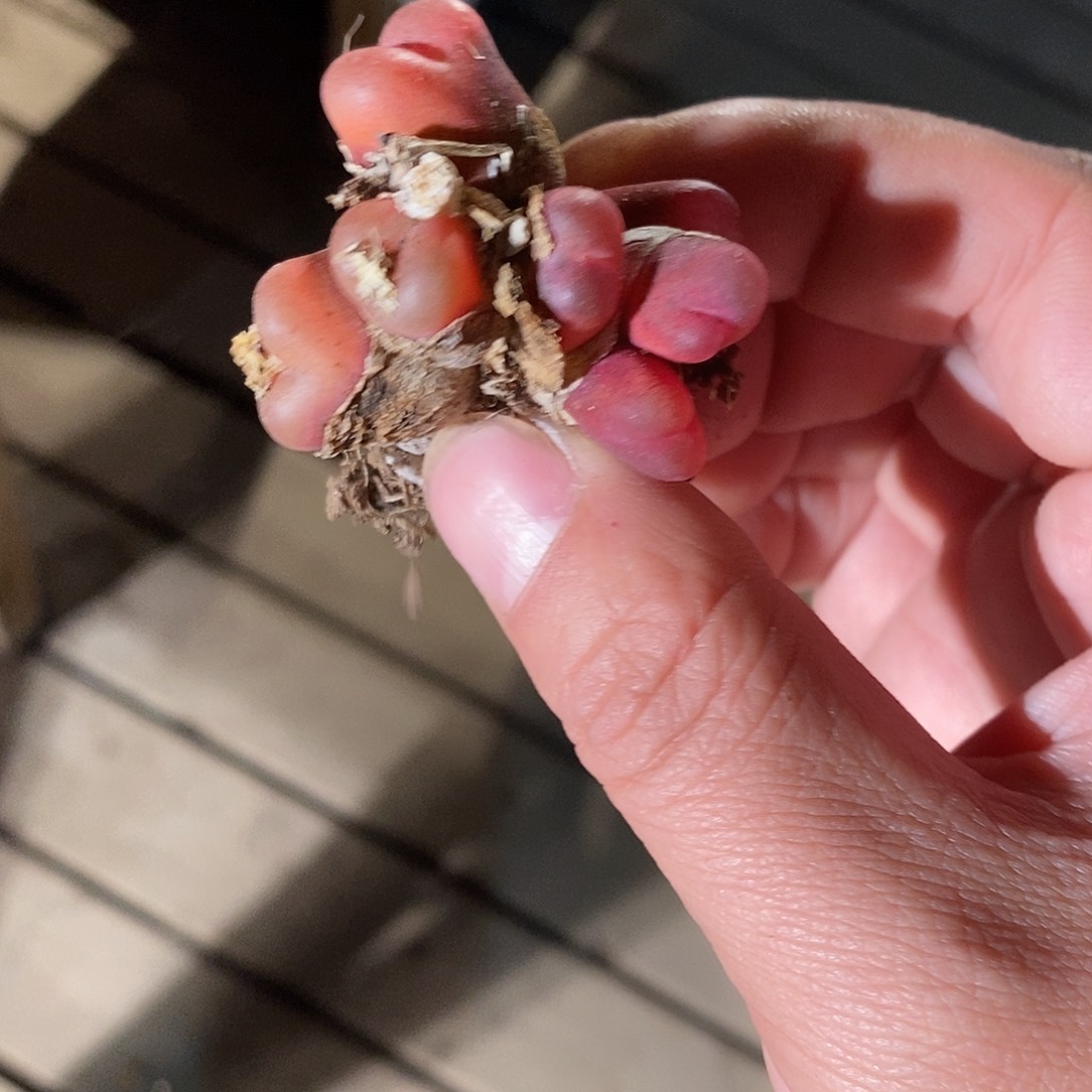 25327。 一颗七头。   