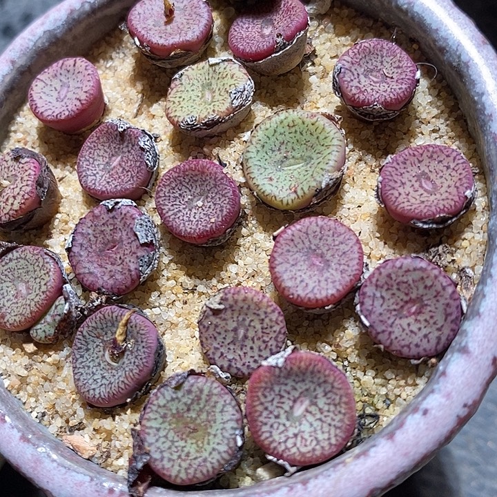 一颗密纹荷叶安贞。  买二送一。  