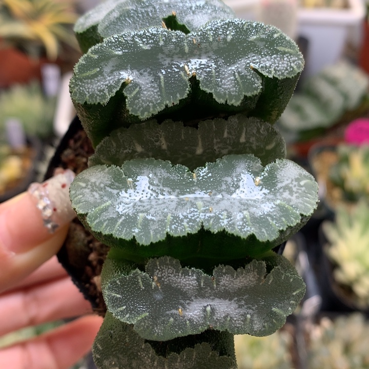 猛犸玉扇带盆土发货