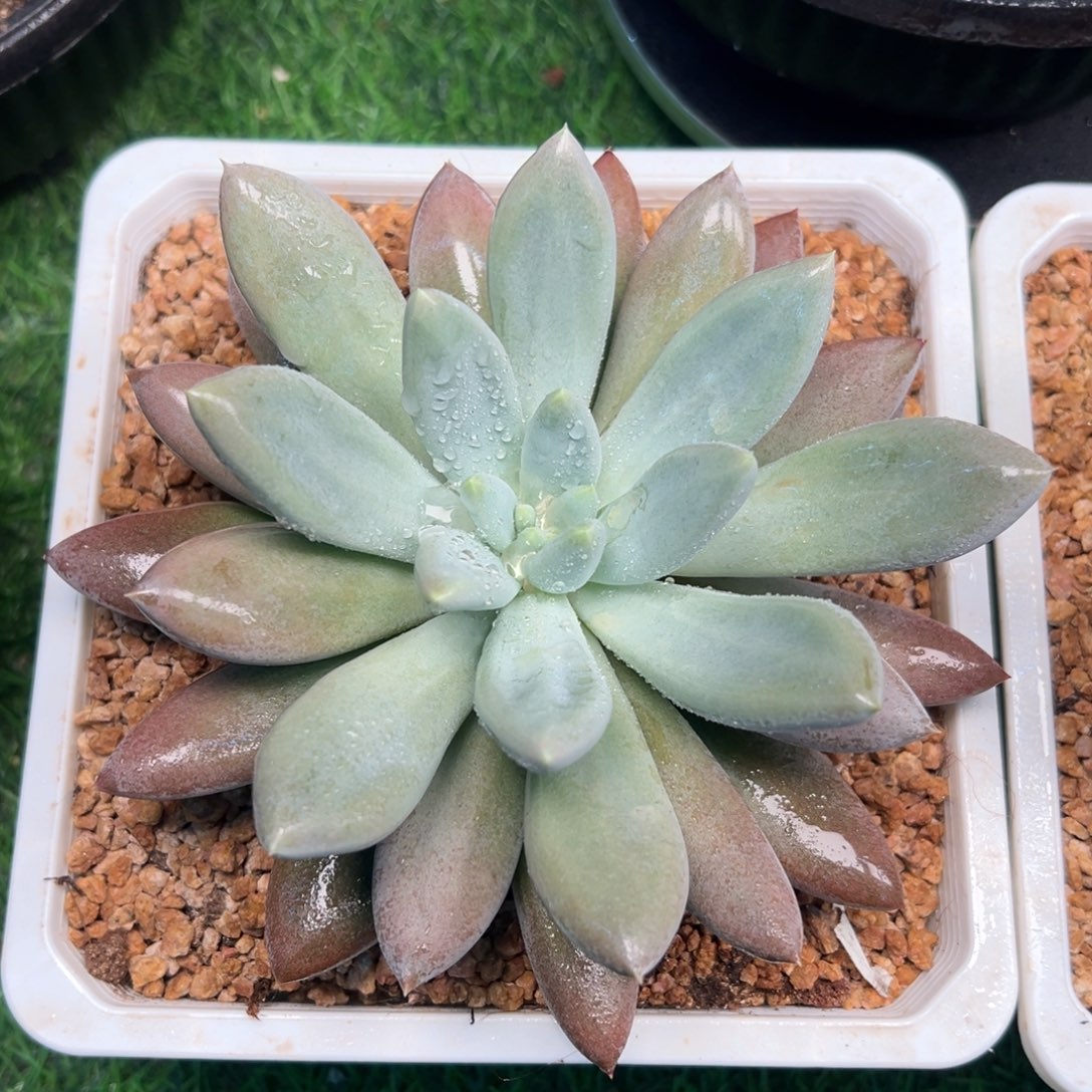 彩胖体哥特萝莉单头