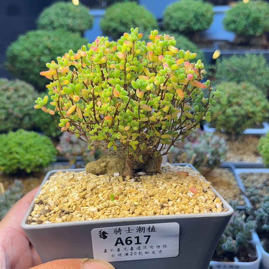 617蜜橘糖球枝干番杏