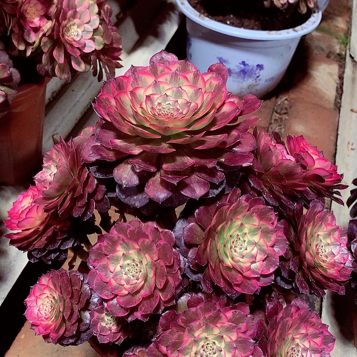 烟花的，多肉植物