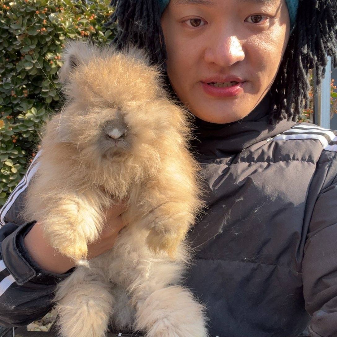 宠物兔英系安哥拉兔