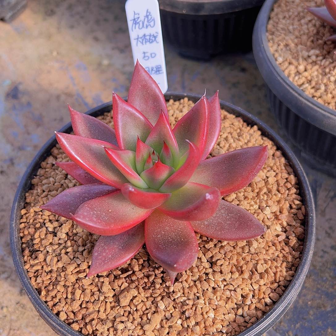 虎***战明奶星，多肉植物，