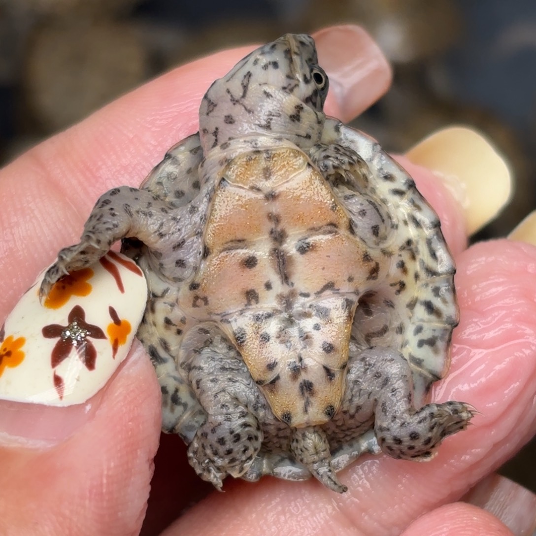 宠物龟不分公母全品黑刀