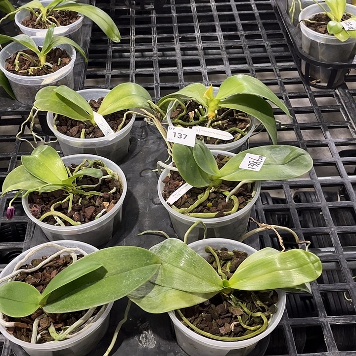 全部花苞137 叶黄烂根裸根发货任何理由都不售后