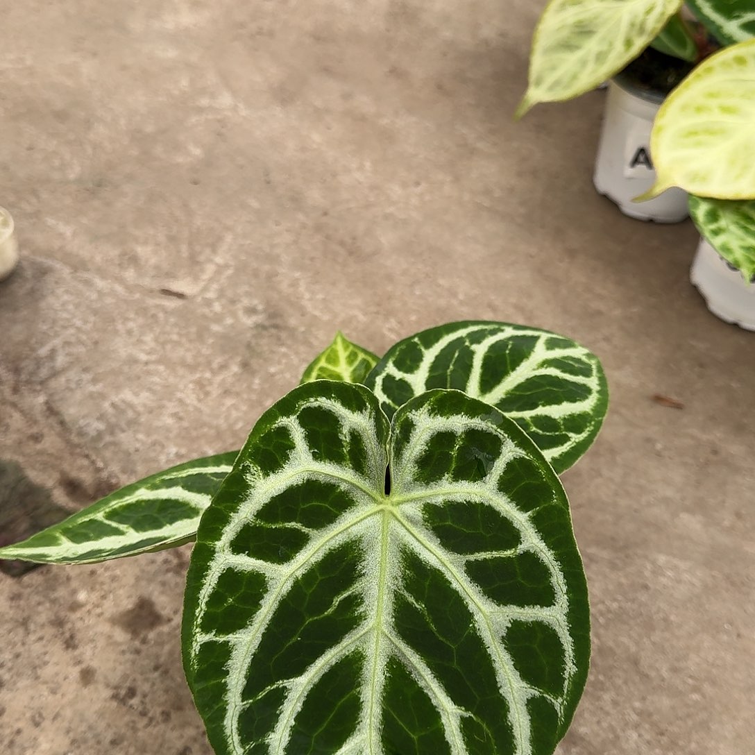 哈***汪不开花植物一物一拍A99