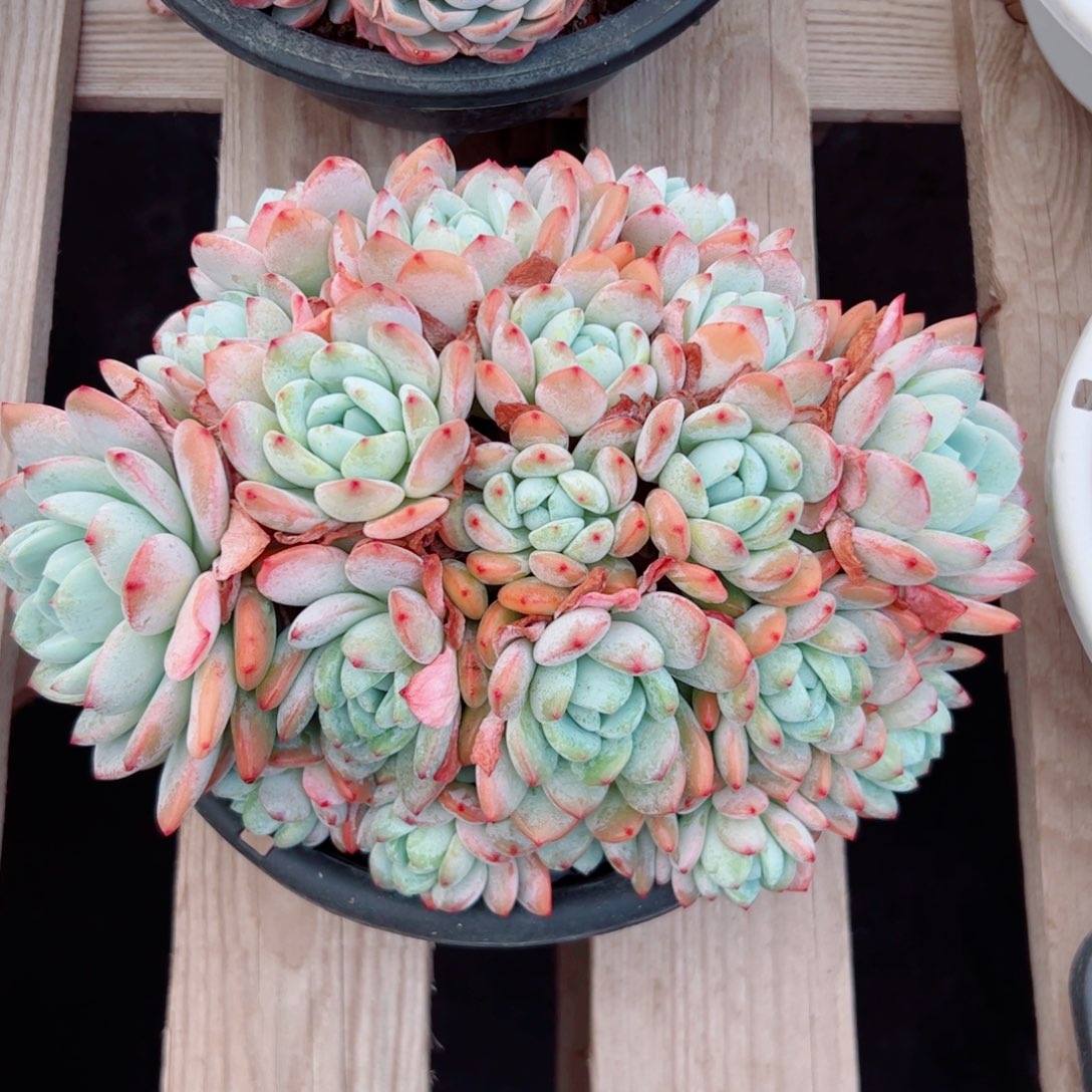 冷香自然群多肉植物