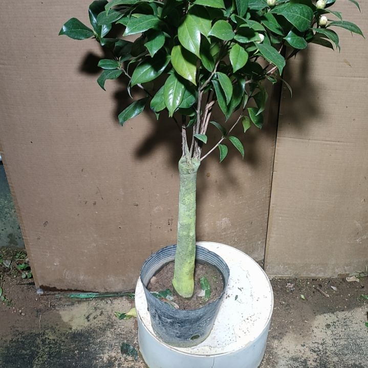 560十八，红利修，原盆原土发货了，不包邮