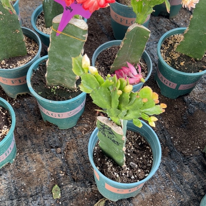 老***包55号2285红色重瓣，