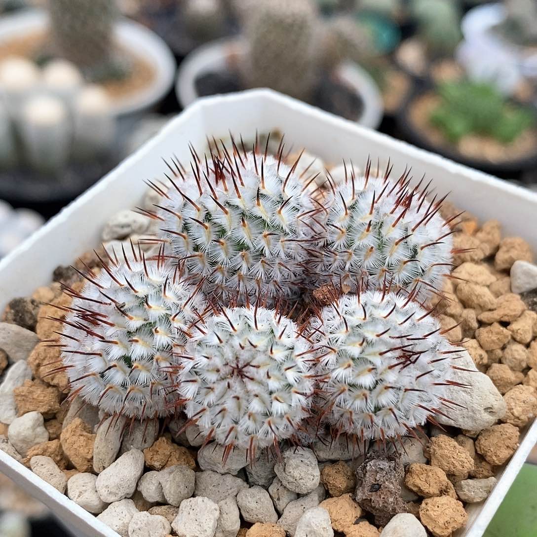 实生直刺佩雷群仙人球