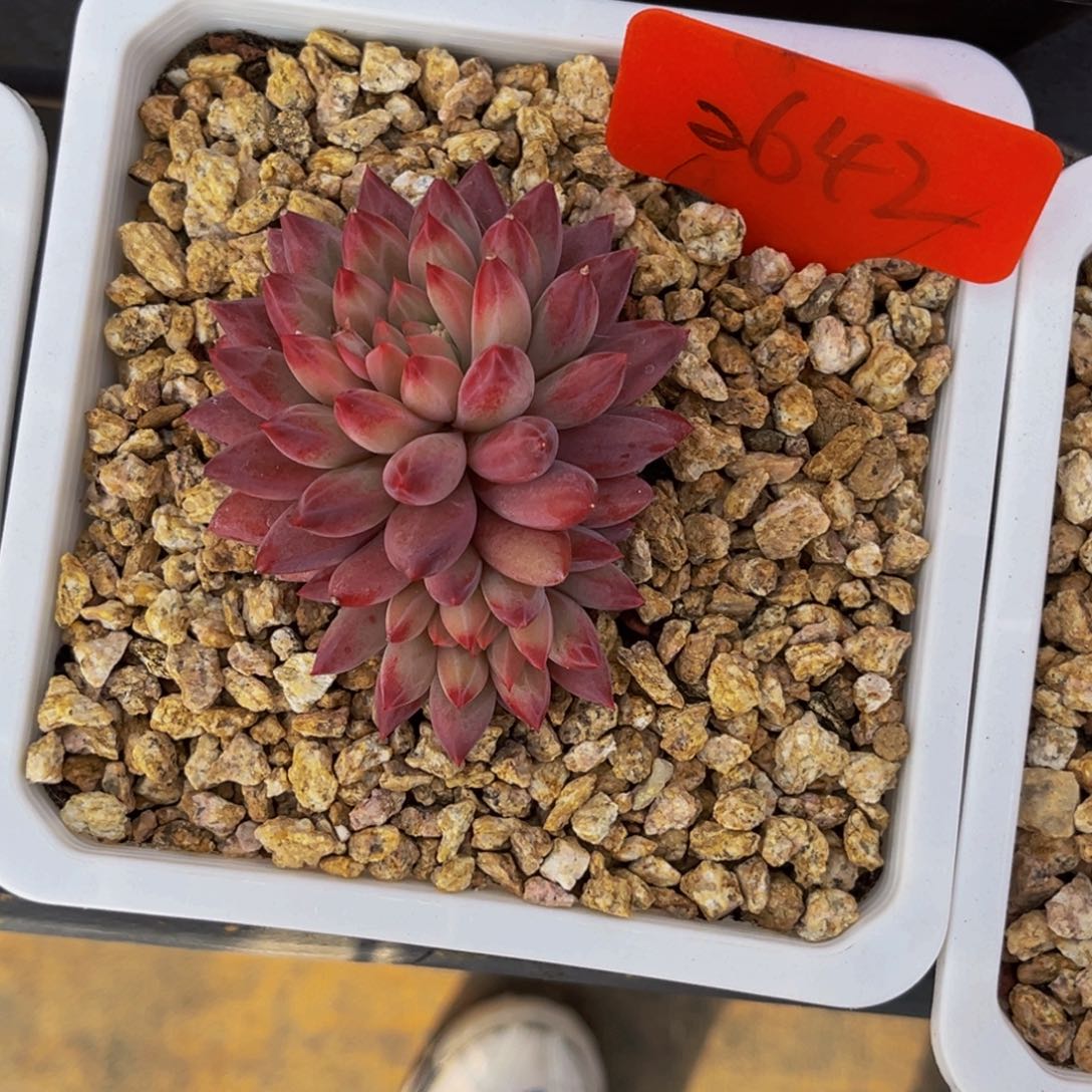 2642号上午多肉植物群生多肉