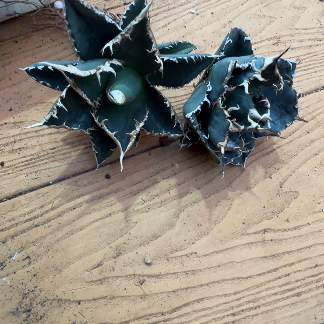 *****两芽子大大大大大大大大