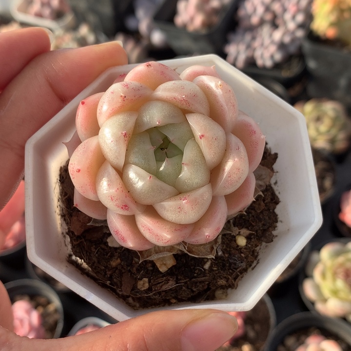 精控包子麦秆单头