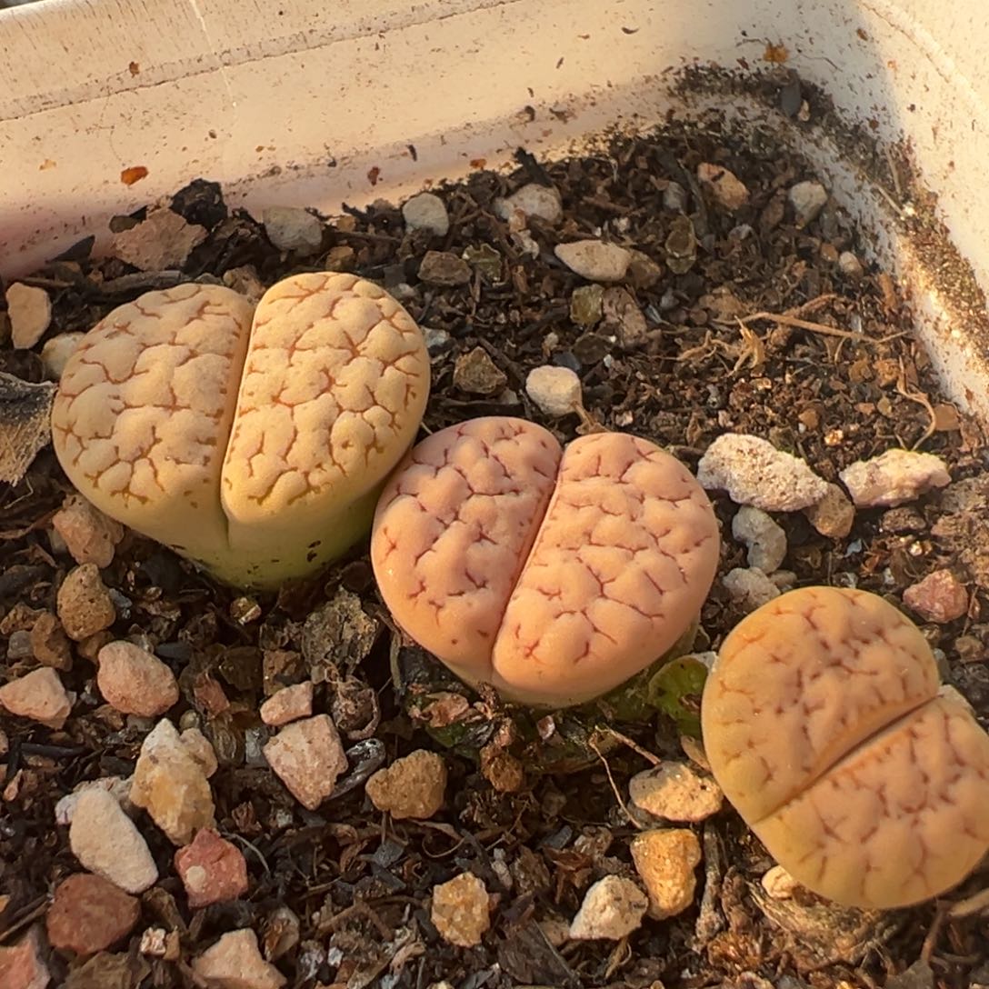 荒玉多肉植物百科698