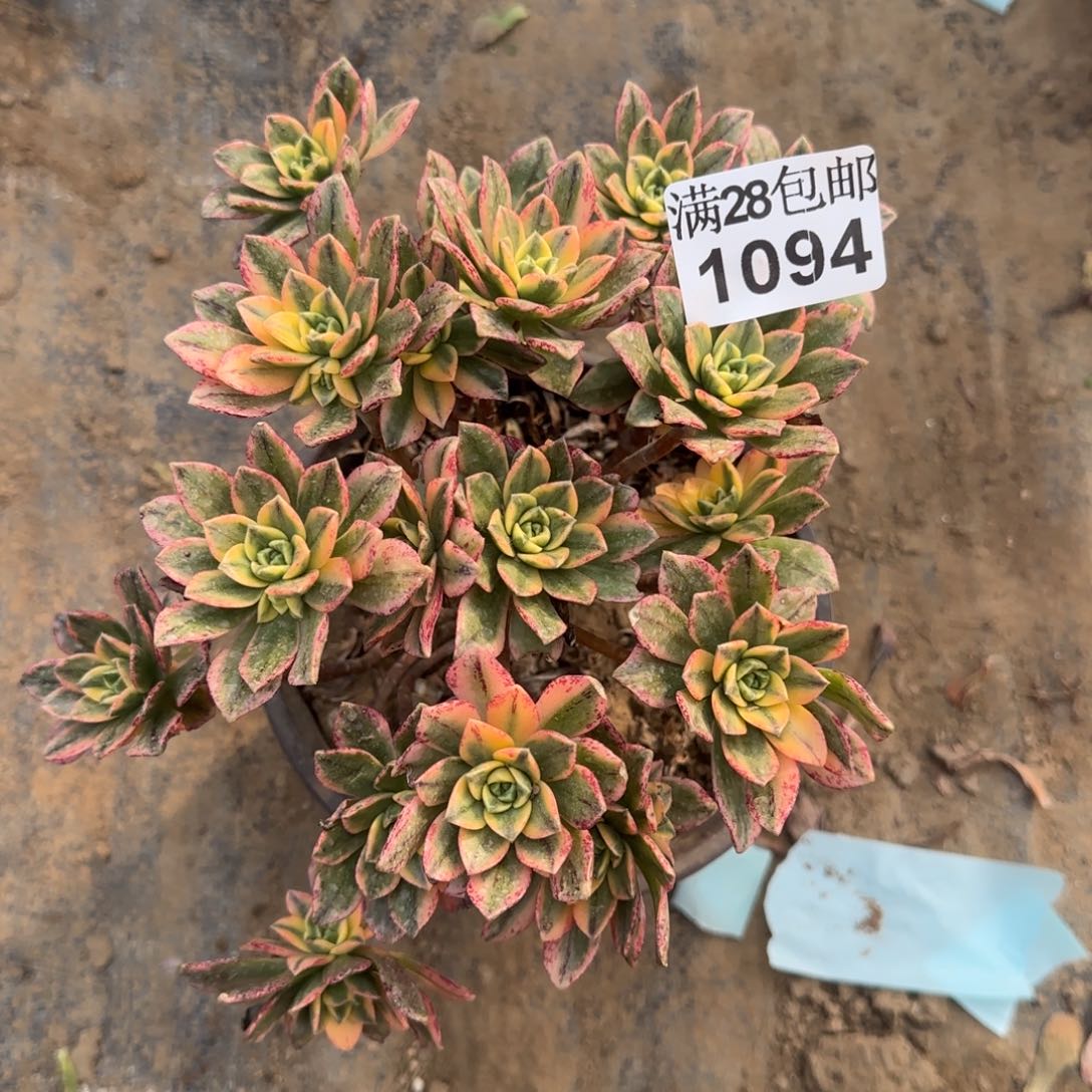 甜茶多肉1094满28包邮断枝不包