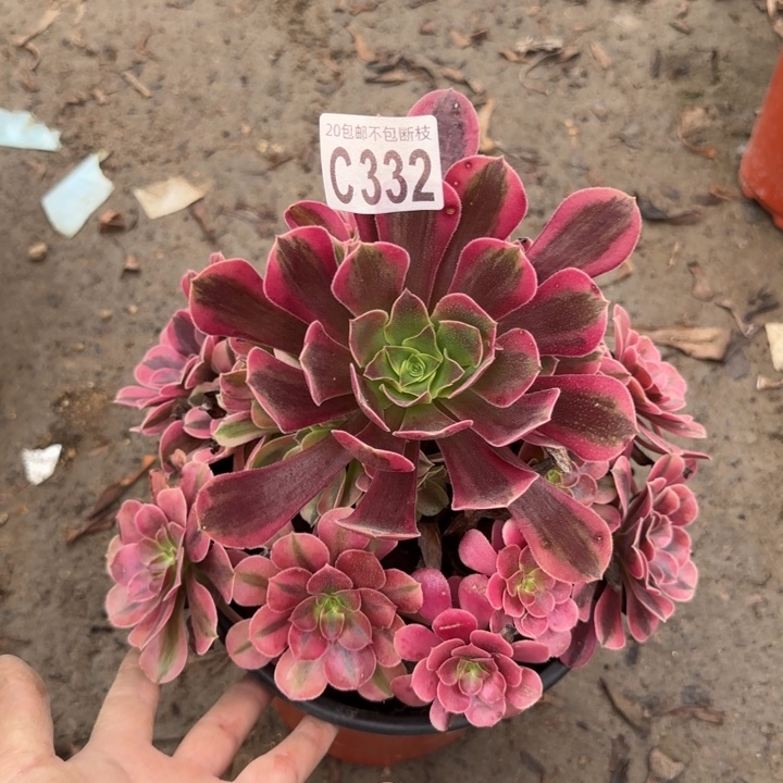 美杜……多肉植物……