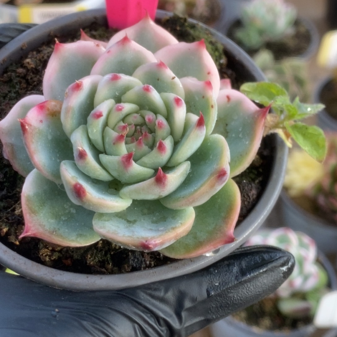 705吉娃娃锦锦锦锦锦