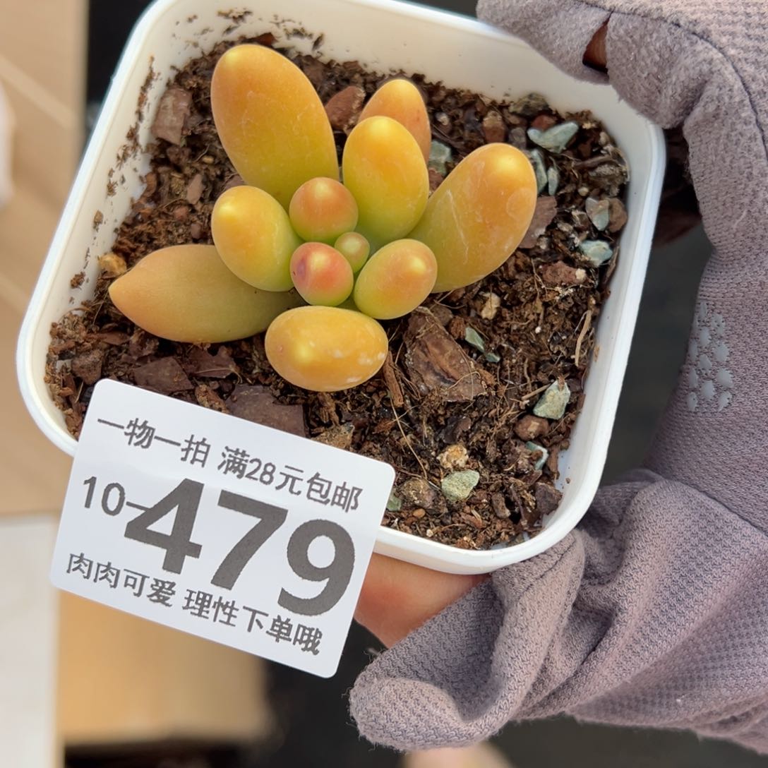 金蟾，多肉多肉多肉多肉