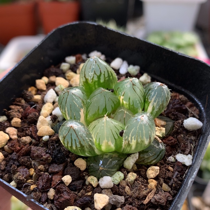 龙爪玉露锦带盆土发货