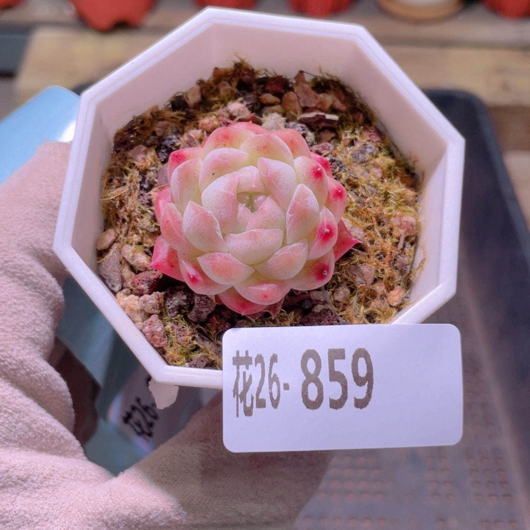 花利美26-859明月心