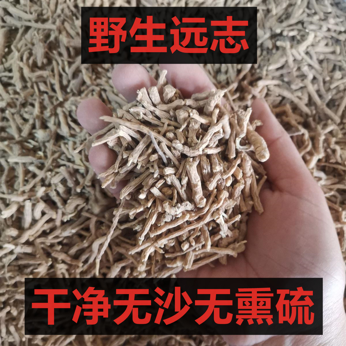 远志配杜仲【煮水/泡酒】秦岭野外自然生长无熏硫
