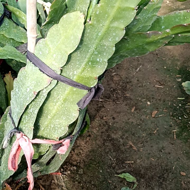 小*海令箭何花玫红