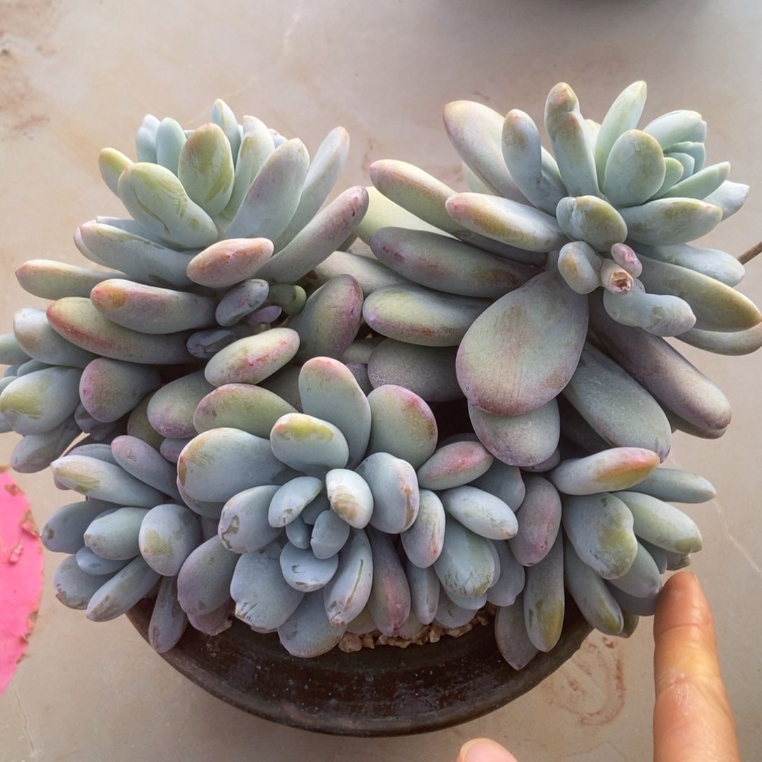 雪美人多肉多肉多肉多肉