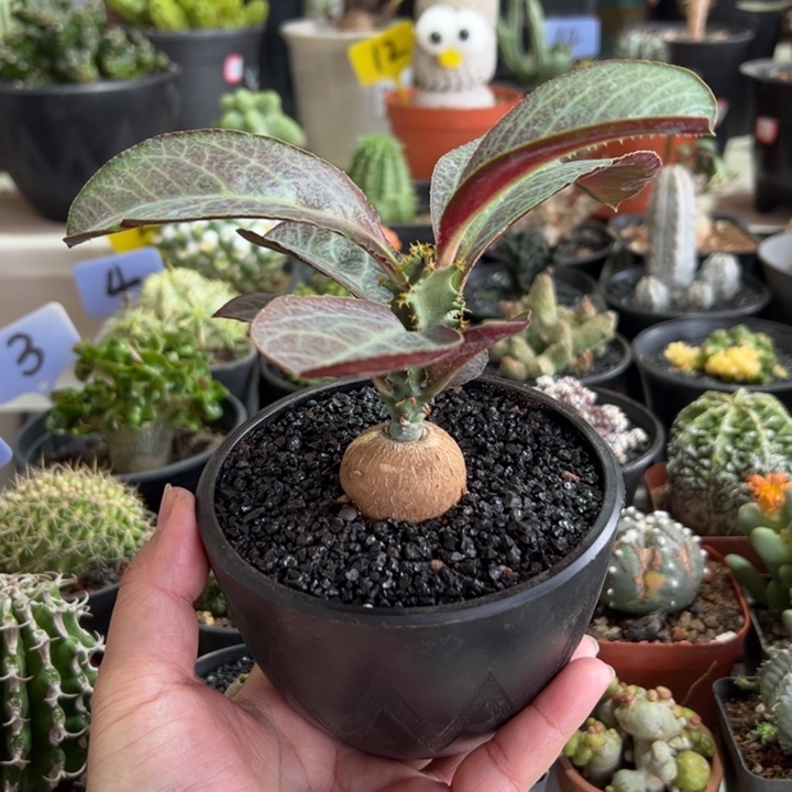 单腺麒麟锦带盆1111111