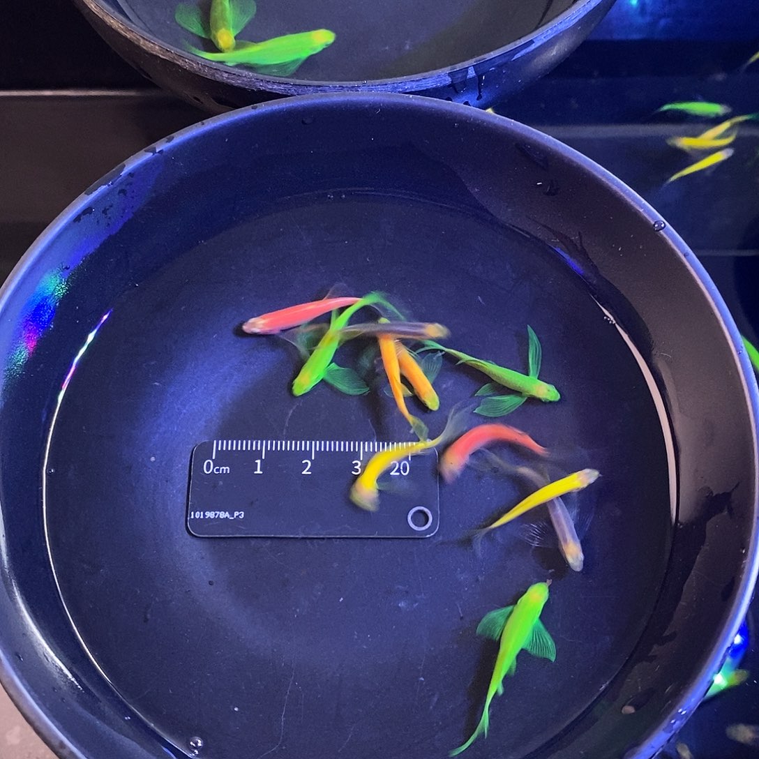 斑马鱼蝶翼斑马5色各2个➕2备损共12个