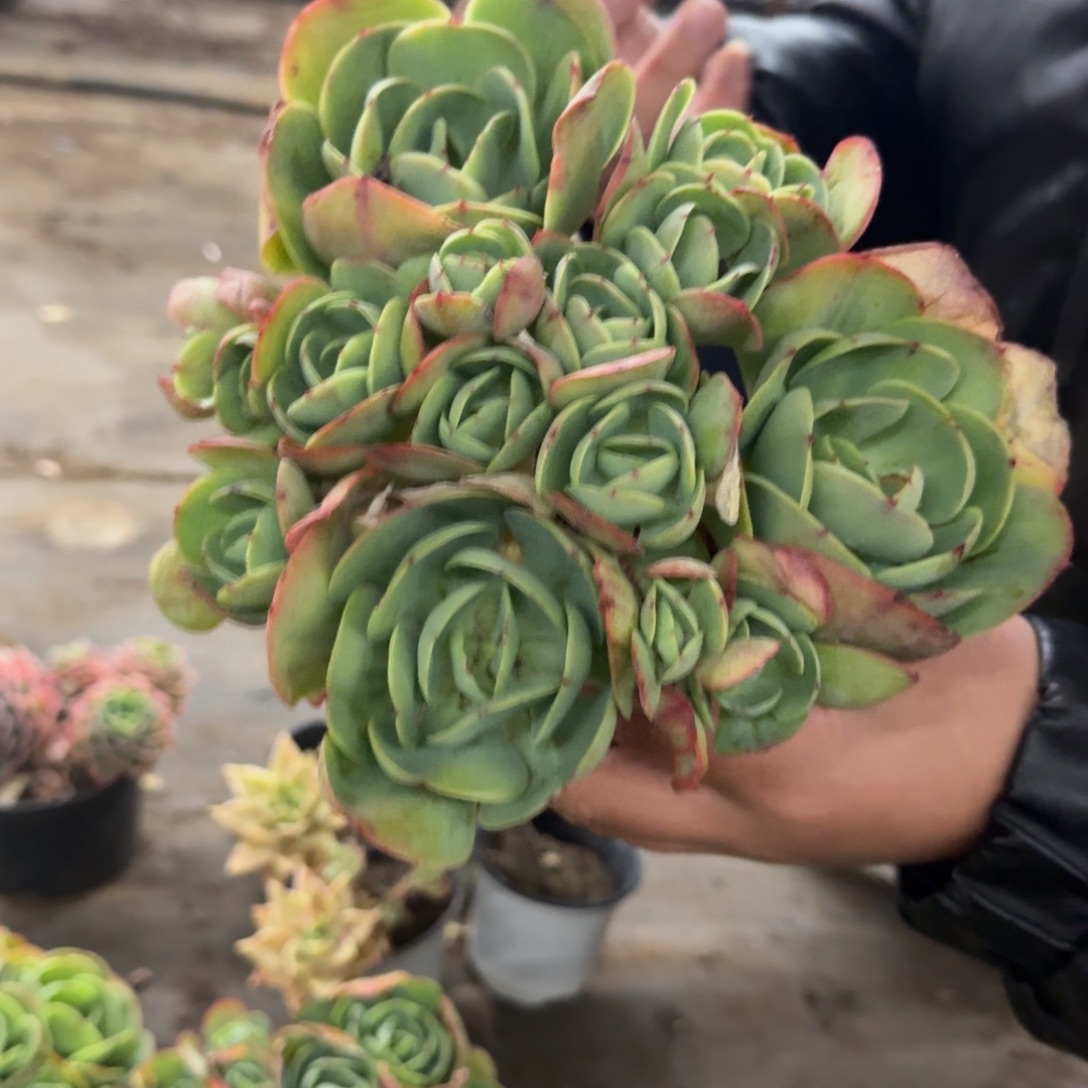 鸡蛋碧桃多头群生