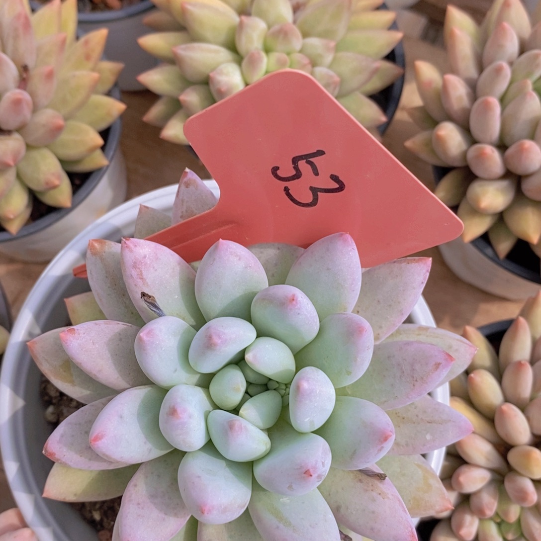 清寄养位置，仅限1.5天，